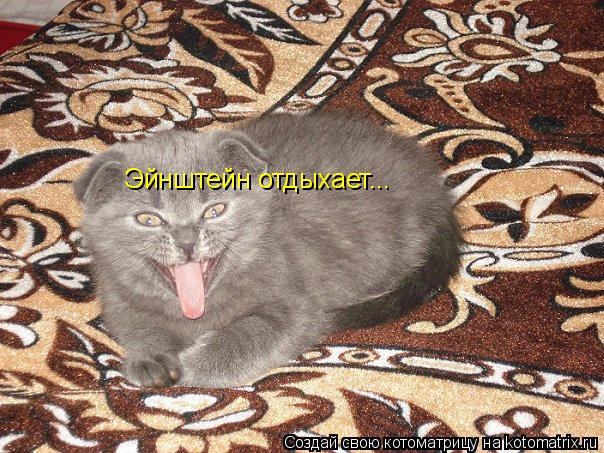 Котоматрица: Эйнштейн отдыхает...