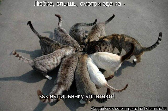 Котоматрица: Любка, слышь, смотри эда ка -  как валирьянку уплетают!