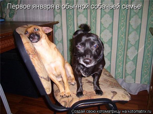 Котоматрица: Первое января в обычной собачьей семье