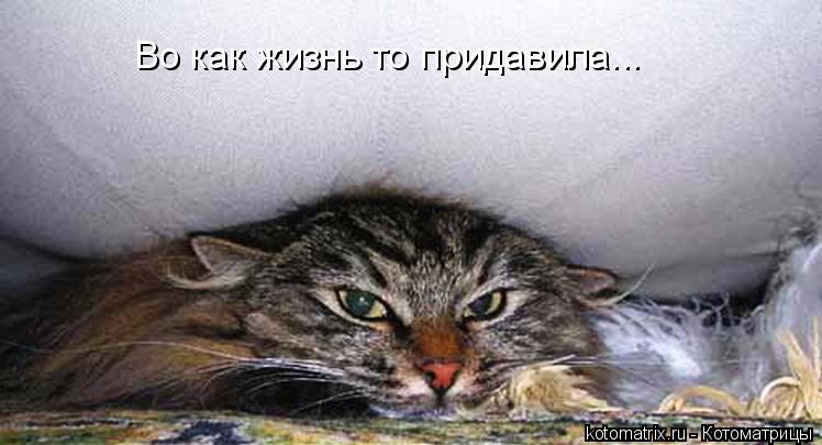 Котоматрица: Во как жизнь то придавила...