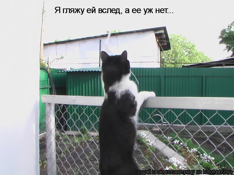 Котоматрица: Я гляжу ей вслед, а ее уж нет... Я гляжу ей вслед, а ее уж нет...