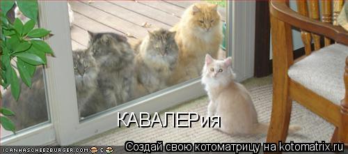 Котоматрица: КАВАЛЕРия