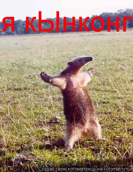 Котоматрица: я кЫнконг