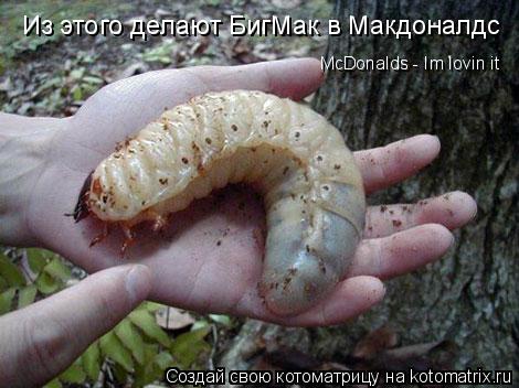 Котоматрица: Из этого делают БигМак в Макдоналдс McDonalds - Im lovin it