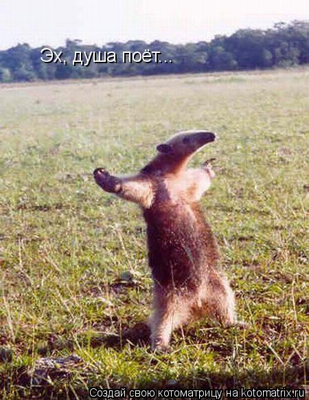Котоматрица: Эх, душа поёт...