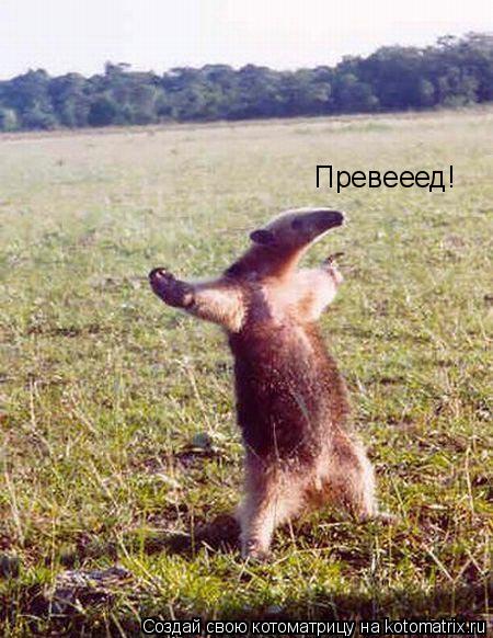 Котоматрица: Превееед!