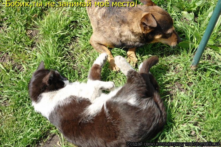 Котоматрица: -Бобик,ты не занимай моё место!