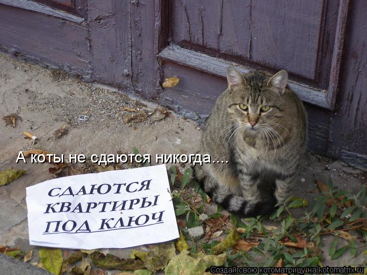 Котоматрица: А коты не сдаются никогда....