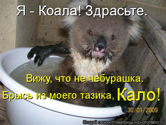 Котоматрица: Я - Коала! Здрасьте. Вижу, что не чебурашка. Брысь из моего тазика, Кало!