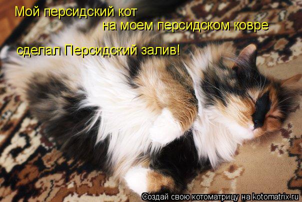 Котоматрица: Мой персидский кот на моем персидском ковре сделал Персидский залив!