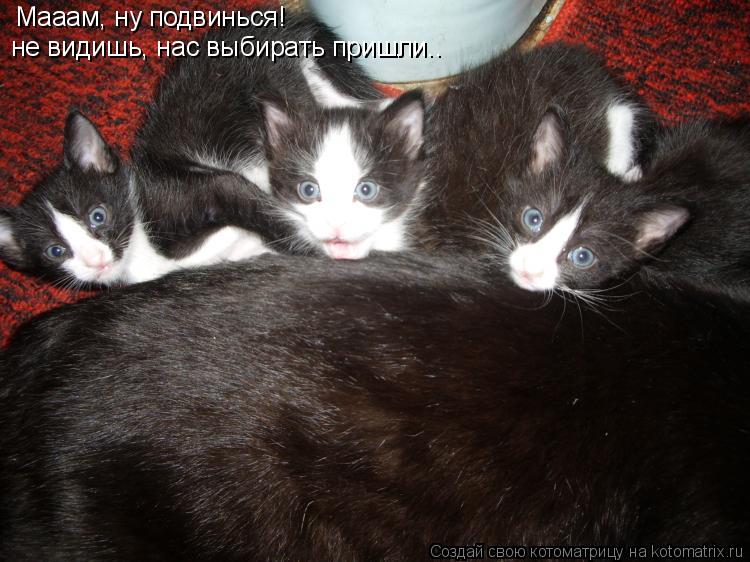 Котоматрица: Мааам, ну подвинься!  не видишь, нас выбирать пришли..