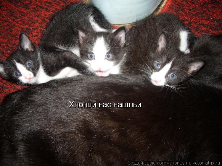 Котоматрица: Хлопци нас нашльи