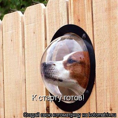 Котоматрица: К старту готов!