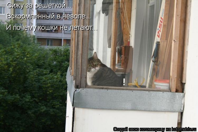 Котоматрица: Сижу за решеткой... Вскормлённый в неволе... И почему кошки не летают...