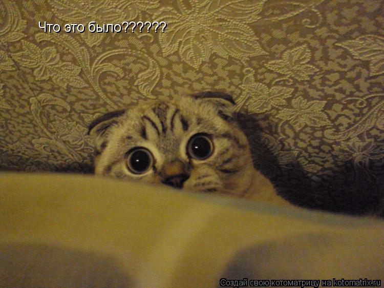 Котоматрица: Что это было??????