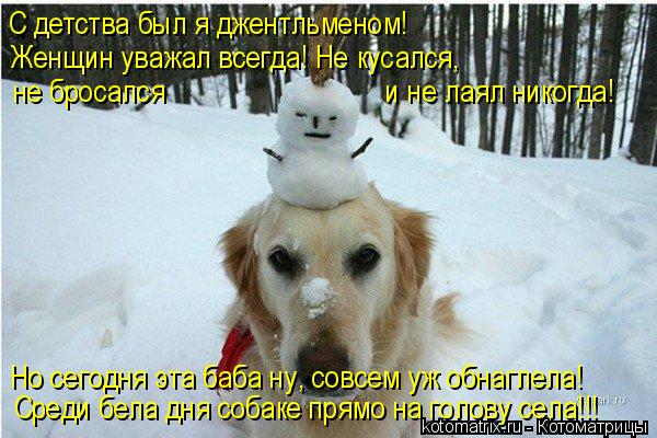 Котоматрица: Но сегодня эта баба ну, совсем уж обнаглела! Среди бела дня собаке прямо на голову села!!! С детства был я джентльменом! Женщин уважал всегда! 