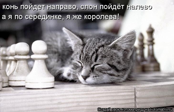 конь пойдет направо, слон пойдёт налево а я по серединке, я же королева!... Котоматрица: конь пойдет направо, слон пойдёт налево а я по серединке, я же королева!