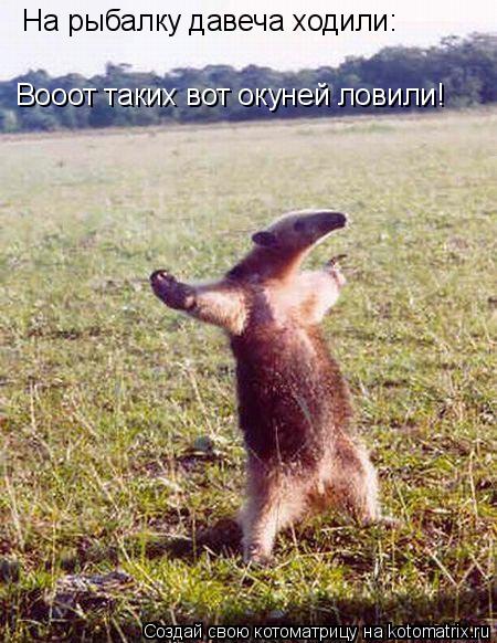 Котоматрица: На рыбалку давеча ходили: Вооот таких вот окуней ловили!