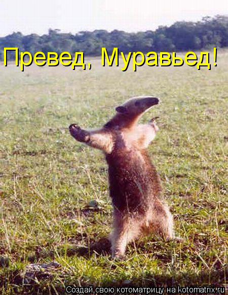 Котоматрица: Превед, Муравьед!