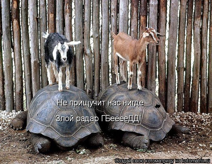 Котоматрица: Не прищучит нас нигде  Злой радар ГБееееДД!