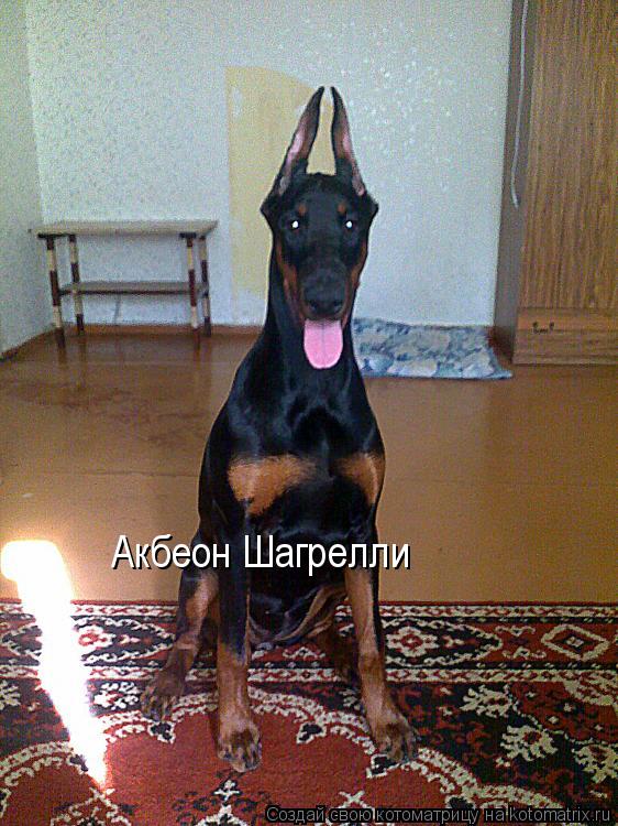 Котоматрица: Акбеон Шагрелли