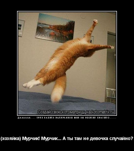 Котоматрица: даааааа..... трех капель валерьянки мне бы вполне хватило....... (хозяйка) Мурчик! Мурчик... А ты там не девочка случайно?