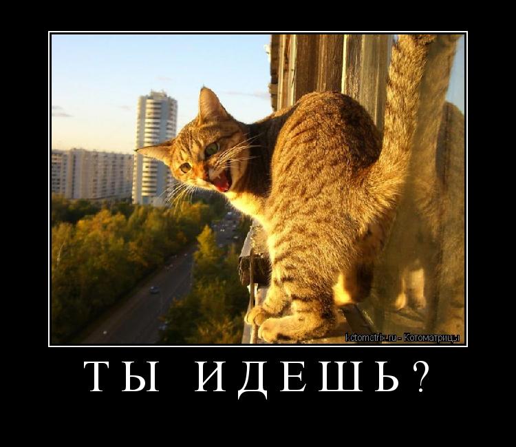 Ты идешь? ... Котоматрица: Ты идешь?