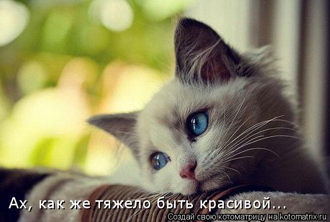 Котоматрица: Ах, как же тяжело быть красивой...