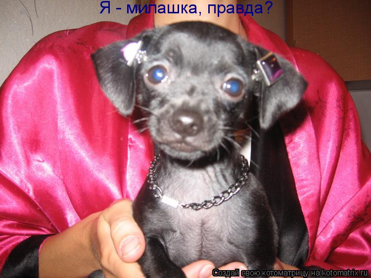 Котоматрица: Я - милашка, правда?