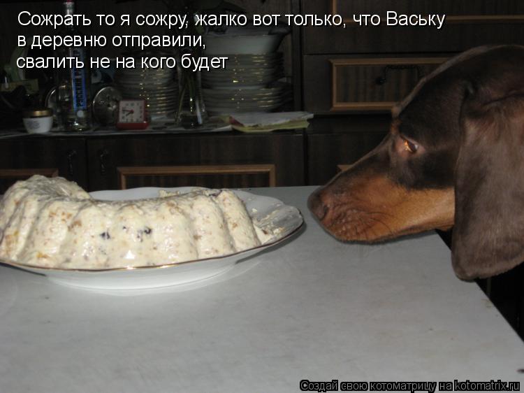 Сожрать то я сожру, жалко вот только, что Ваську в деревню отправили, свалить не на кого будет... Котоматрица: Сожрать то я сожру, жалко вот только, что Ваську в деревню отправили, свалить не на кого будет