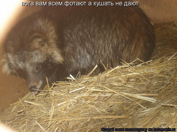 Котоматрица: вота вам всем.фотают а кушать не дают