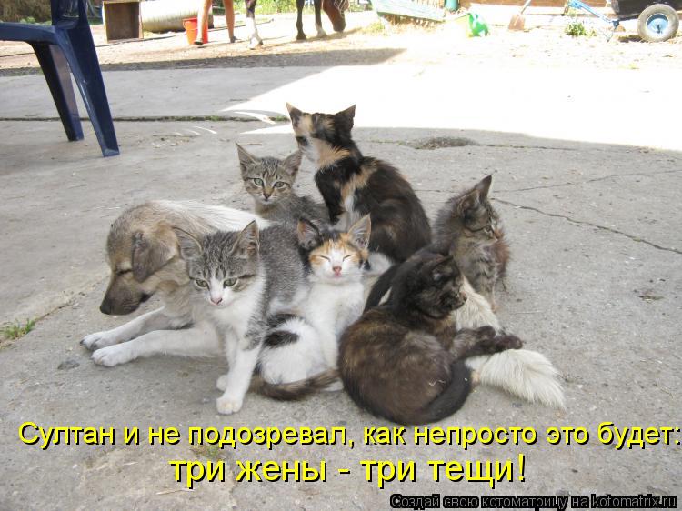 Султан и не подозревал, как непросто это будет: три жены - три тещи!... Котоматрица: Султан и не подозревал, как непросто это будет: три жены - три тещи!
