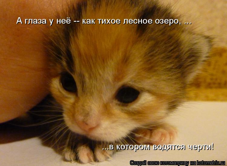 Котоматрица: А глаза у неё -- как тихое лесное озеро, ... ...в котором водятся черти!