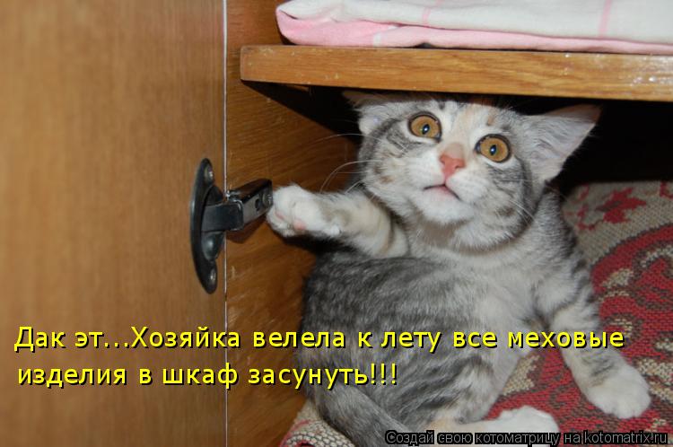 Дак эт...Хозяйка велела к лету все меховые изделия в шкаф засунуть!!!... Котоматрица: Дак эт...Хозяйка велела к лету все меховые изделия в шкаф засунуть!!!