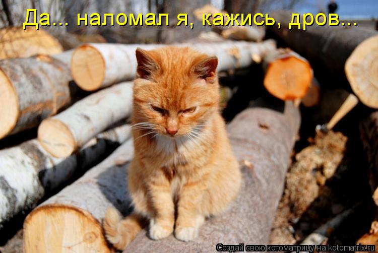Котоматрица: Да... наломал я, кажись, дров...