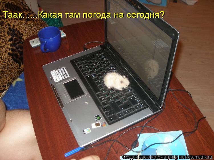 Котоматрица: Таак......Какая там погода на сегодня?