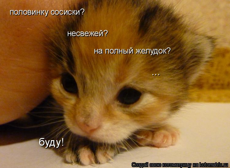 Котоматрица: половинку сосиски? несвежей? на полный желудок? ... буду!