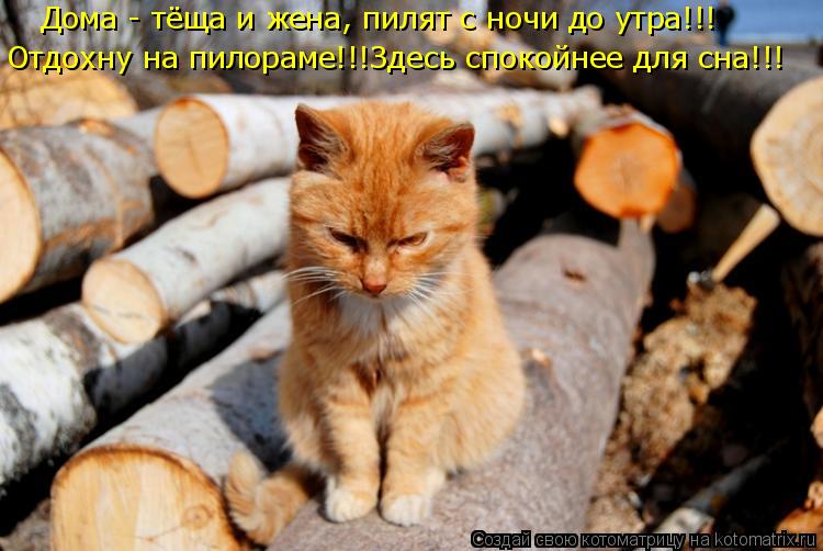 Котоматрица: Дома - тёща и жена, пилят с ночи до утра!!! Отдохну на пилораме!!!Здесь спокойнее для сна!!!