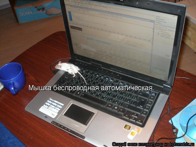 Котоматрица: Мышка беспроводная автоматическая.