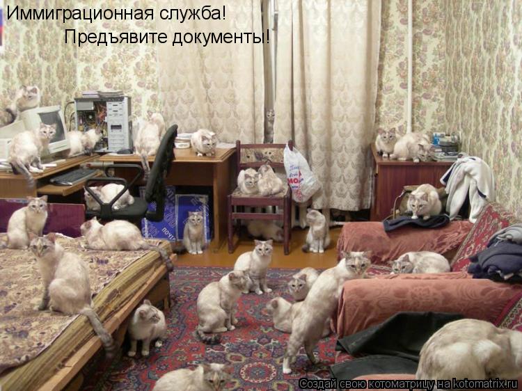 Котоматрица: Иммиграционная служба! Предъявите документы!