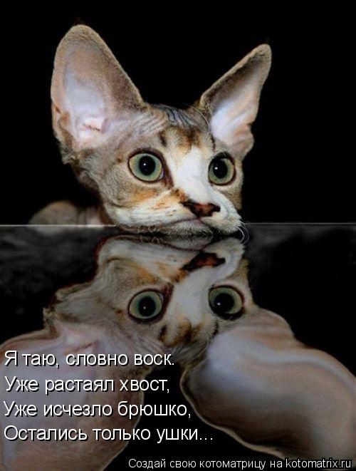 Я таю, словно воск. Уже растаял хвост, Уже исчезло брюшко, Остались только ушки...... Котоматрица: Я таю, словно воск. Уже растаял хвост, Уже исчезло брюшко, Остались только ушки...