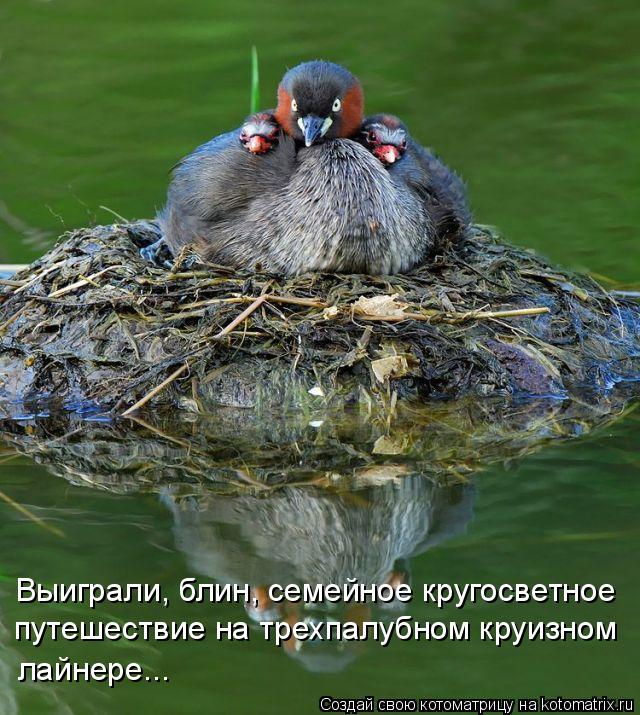 Котоматрица: Выиграли, блин, семейное кругосветное путешествие на трехпалубном круизном лайнере...