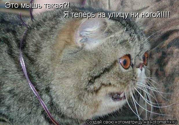 Котоматрица: Это мышь такая?! Я теперь на улицу ни ногой!!!!