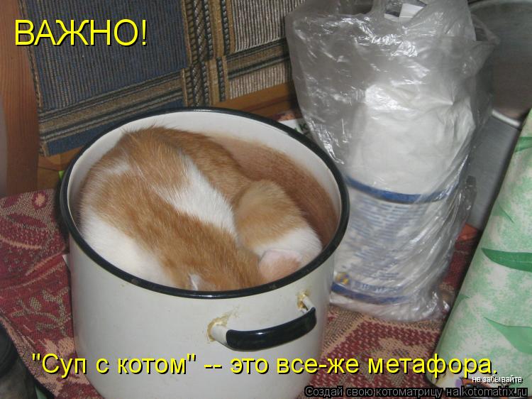 ВАЖНО! "Суп с котом" -- это все-же метафора. не забывайте... Котоматрица: ВАЖНО! "Суп с котом" -- это все-же метафора. не забывайте