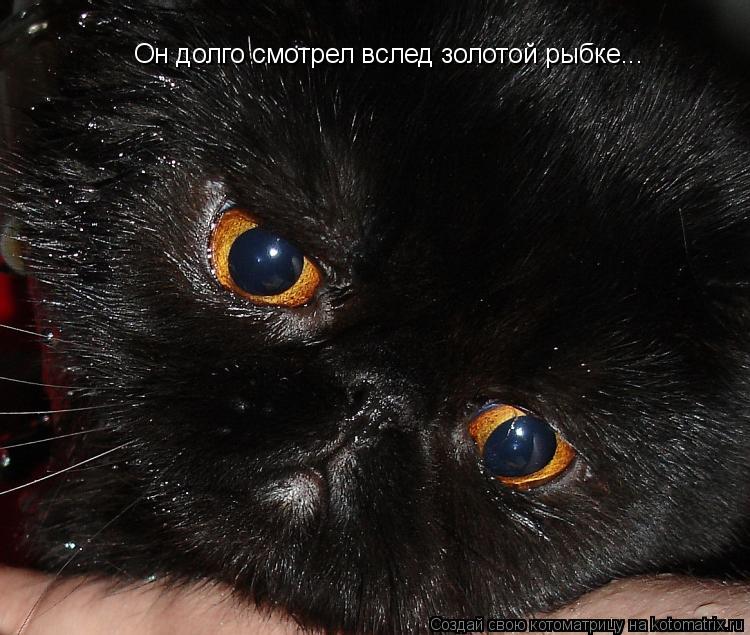Котоматрица: Он долго смотрел вслед золотой рыбке...