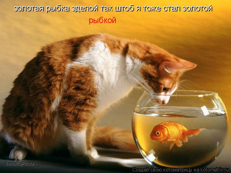 Котоматрица: золотая рыбка зделой так штоб я тоже стал золотой  рыбкой