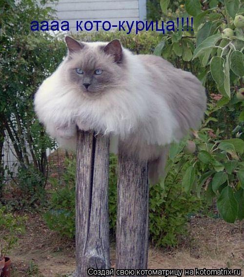 Котоматрица: аааа кото-курица!!!!