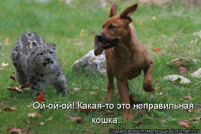 - Ой-ой-ой! Какая-то это неправильная кошка...... Котоматрица: - Ой-ой-ой! Какая-то это неправильная кошка...