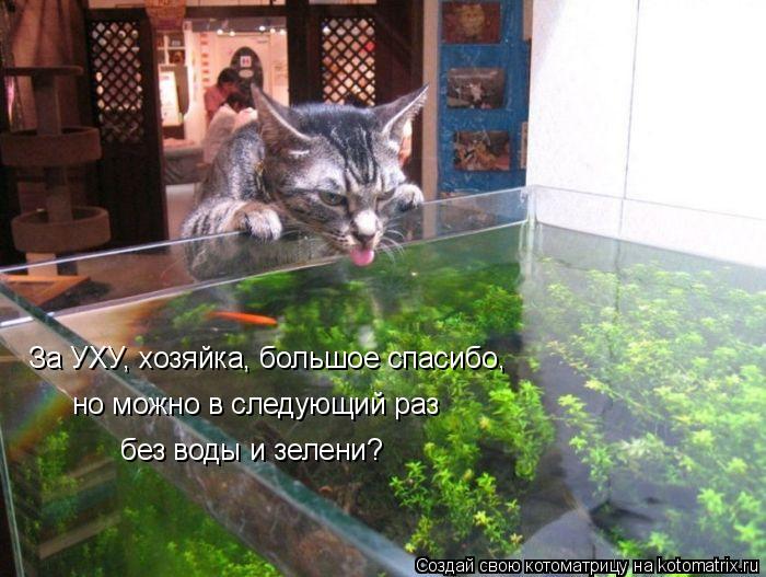 Котоматрица: За УХУ, хозяйка, большое спасибо, но можно в следующий раз без воды и зелени?