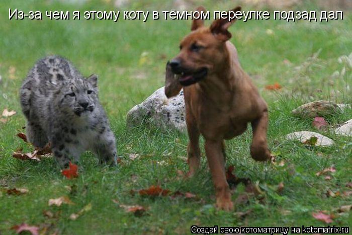 Котоматрица: Из-за чем я этому коту в тёмном переулке подзад дал